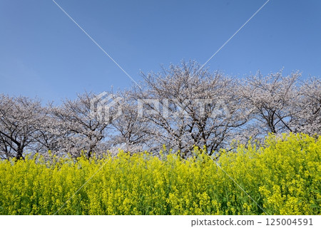 櫻花 125004591