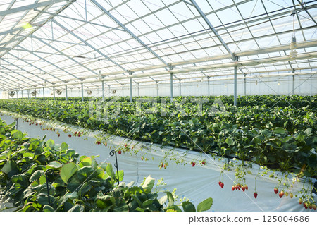 草莓農場溫室的景色 125004686