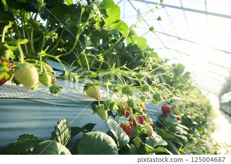農場溫室裡種植的草莓 125004687