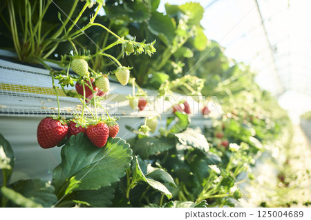 Strawberries grown in a greenhouse on a farm 125004689