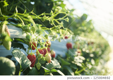 農場溫室裡種植的草莓 125004692