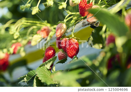 Strawberries grown in a greenhouse on a farm 125004696