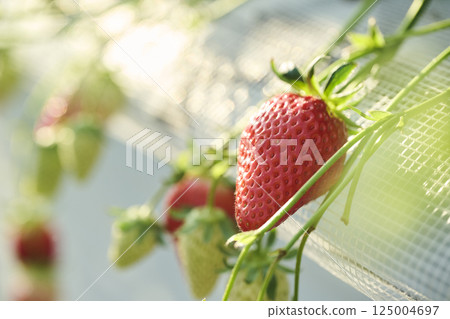 Strawberries grown in a greenhouse on a farm 125004697