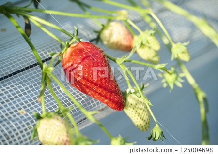 農場溫室裡種植的草莓 125004698