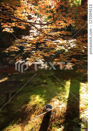 Autumn leaves in Kyoto: famous spots for autumn leaves, little-known spots for autumn leaves: Rokuo-in Temple Autumn leaves in Kyoto: famous spots for autumn leaves, little-known spots for autumn leaves: Rokuo-in Temple 125004818