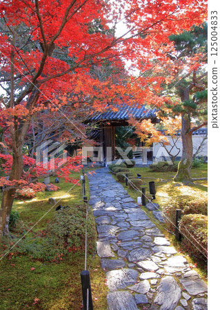 Autumn leaves in Kyoto: famous spots for autumn leaves, little-known spots for autumn leaves: Rokuo-in Temple Autumn leaves in Kyoto: famous spots for autumn leaves, little-known spots for autumn leaves: Rokuo-in Temple 125004833