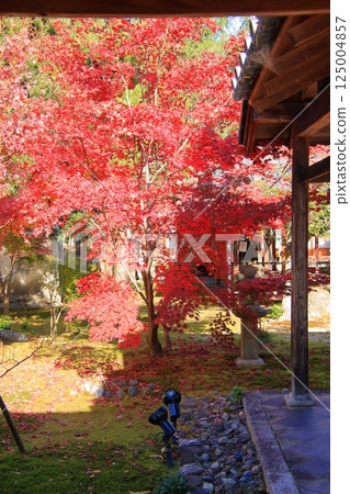 Autumn leaves in Kyoto: famous spots for autumn leaves, little-known spots for autumn leaves: Rokuo-in Temple 125004857