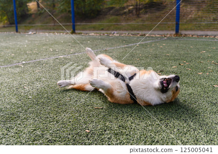 Corgi dog rolling on artificial grass in sunlight. Corgi dog rolling on artificial grass in sunlight. 125005041