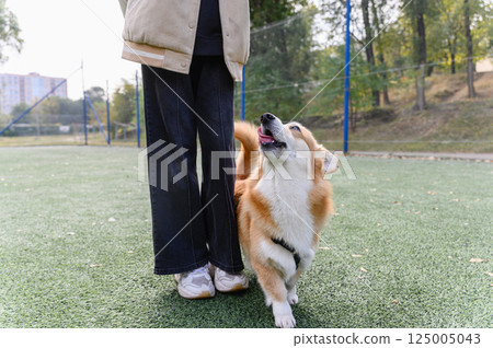 Corgi dog walking beside person on green turf outdoors. 125005043