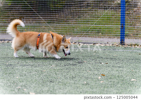 Corgi dog sniffing ground on green turf in autumn. Corgi dog sniffing ground on green turf in autumn. 125005044