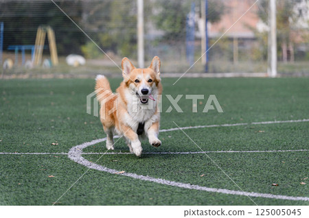 Corgi dog running on green turf with tongue out. 125005045