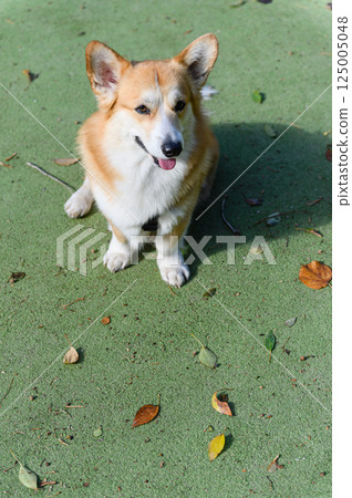 Corgi dog sitting on green court with autumn leaves top view. Corgi dog sitting on green court with autumn leaves top view. 125005048