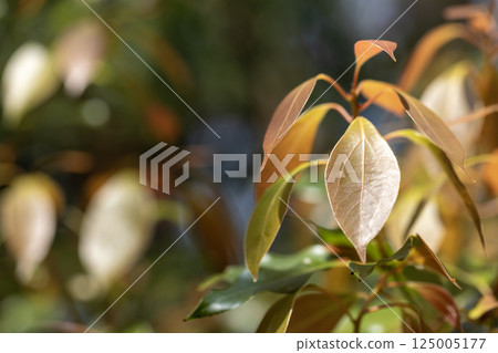 Camphor tree young leaves 125005177