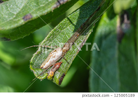 Tetragnatha pratensis Tetragnatha pratensis 125005189