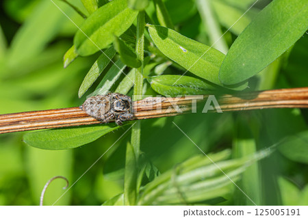 跳蛛(貓蠅) 跳蛛(貓蠅) 125005191