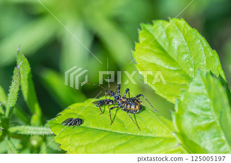 以昆蟲為食的條紋蟲幼蟲 以昆蟲為食的條紋蟲幼蟲 125005197