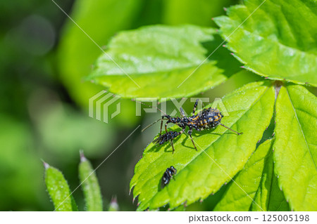 Assassin bug larvae preying on insects 125005198