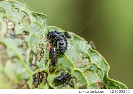 Larva beetle larva 125005203