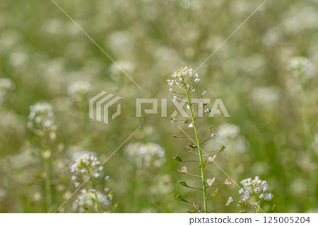 Shepherd's purse (Penpengusa) Flowers blooming in the spring field 125005204
