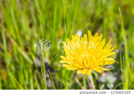 蒲公英，黃色的花在田野裡盛開 125005205