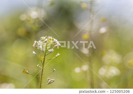 薺菜 (Penpengusa) 花朵盛開在春天的田野 125005206