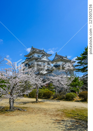 Cherry blossoms and Iga Ueno Castle in Iga City, Mie Prefecture 125005256