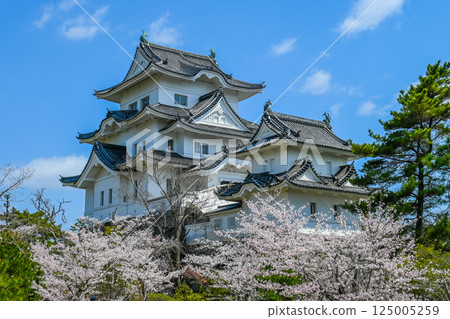 Cherry blossoms and Iga Ueno Castle in Iga City, Mie Prefecture 125005259