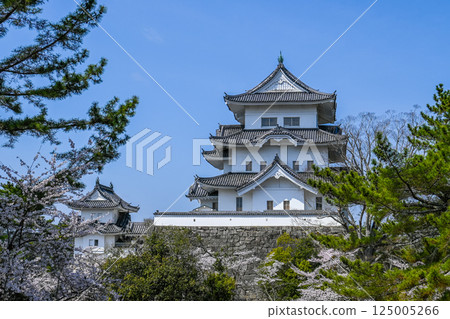 Cherry blossoms and Iga Ueno Castle in Iga City, Mie Prefecture Cherry blossoms and Iga Ueno Castle in Iga City, Mie Prefecture 125005266