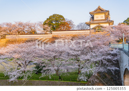 （石川縣）金澤城、石川門和石川塔的櫻花、清晨 125005355
