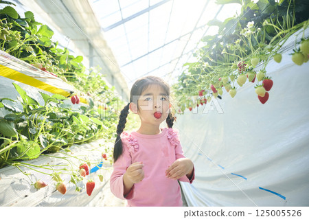 Girls enjoying strawberry picking at a farm 125005526