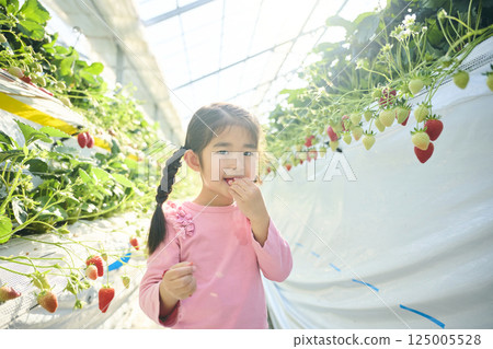 Girls enjoying strawberry picking at a farm Girls enjoying strawberry picking at a farm 125005528