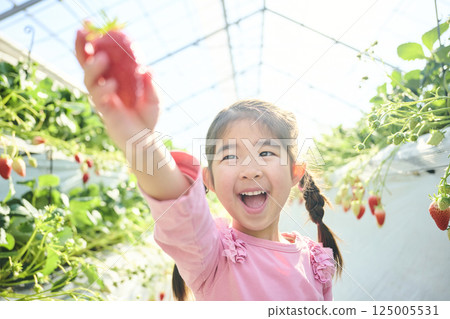 Girls enjoying strawberry picking at a farm 125005531
