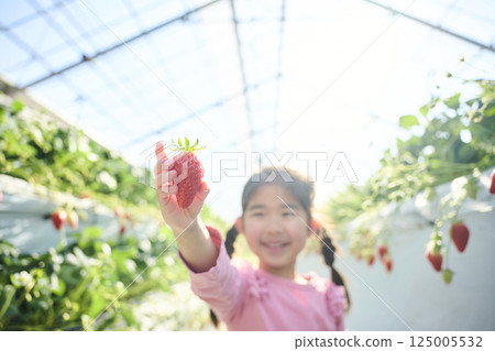 Girls enjoying strawberry picking at a farm 125005532
