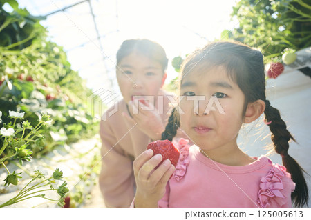 Sisters enjoying strawberry picking at a farm 125005613