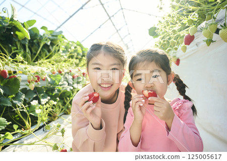 Sisters enjoying strawberry picking at a farm 125005617