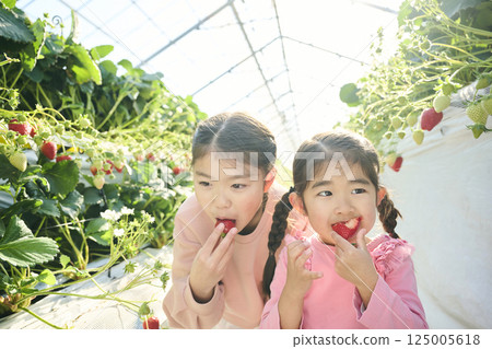 姐妹倆在農場享受採摘草莓的樂趣 125005618