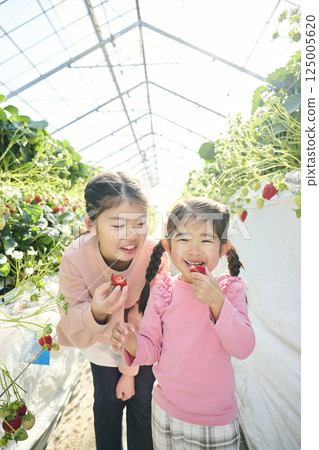 Sisters enjoying strawberry picking at a farm 125005620