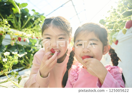 Sisters enjoying strawberry picking at a farm Sisters enjoying strawberry picking at a farm 125005622