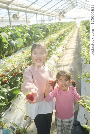 Sisters enjoying strawberry picking at a farm 125005632