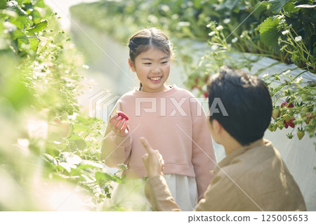 Parents and children enjoying strawberry picking at a farm 125005653