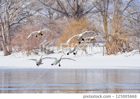 Flying swans Flying swans 125005668