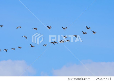 A flock of geese fly north in a V formation in spring in Hokkaido. A flock of geese fly north in a V formation in spring in Hokkaido. 125005671