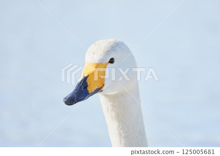 Swan visiting in spring in Hokkaido 125005681