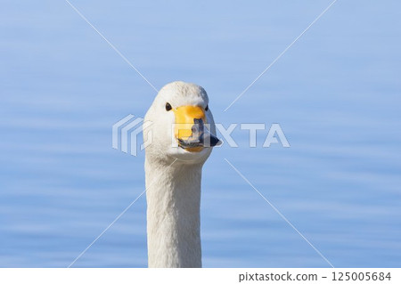 Swan visiting in spring in Hokkaido 125005684