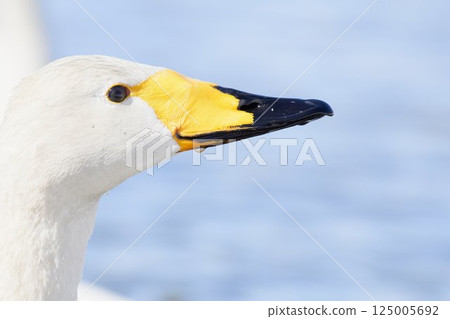 Swan visiting in spring in Hokkaido Swan visiting in spring in Hokkaido 125005692