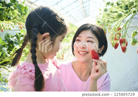 Parents and children enjoying strawberry picking at a farm 125005729