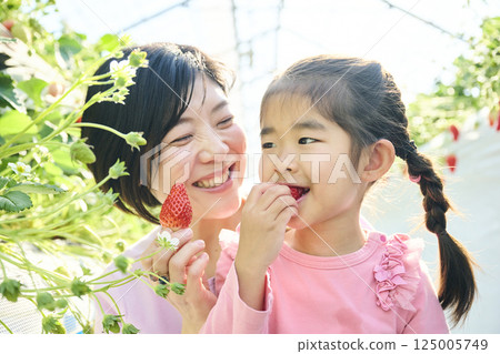 Parents and children enjoying strawberry picking at a farm Parents and children enjoying strawberry picking at a farm 125005749