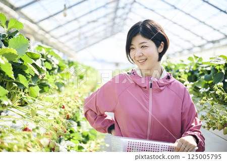 一位女草莓種植者在溫室裡採摘草莓 一位女草莓種植者在溫室裡採摘草莓 125005795