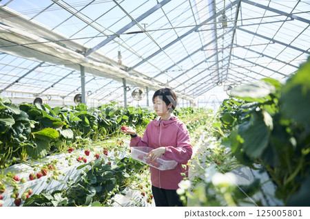一位女草莓種植者在溫室裡採摘草莓 125005801