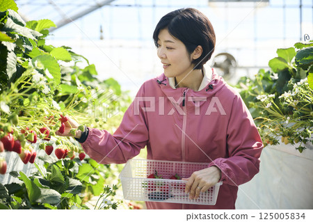 一位女草莓種植者在溫室裡採摘草莓 125005834